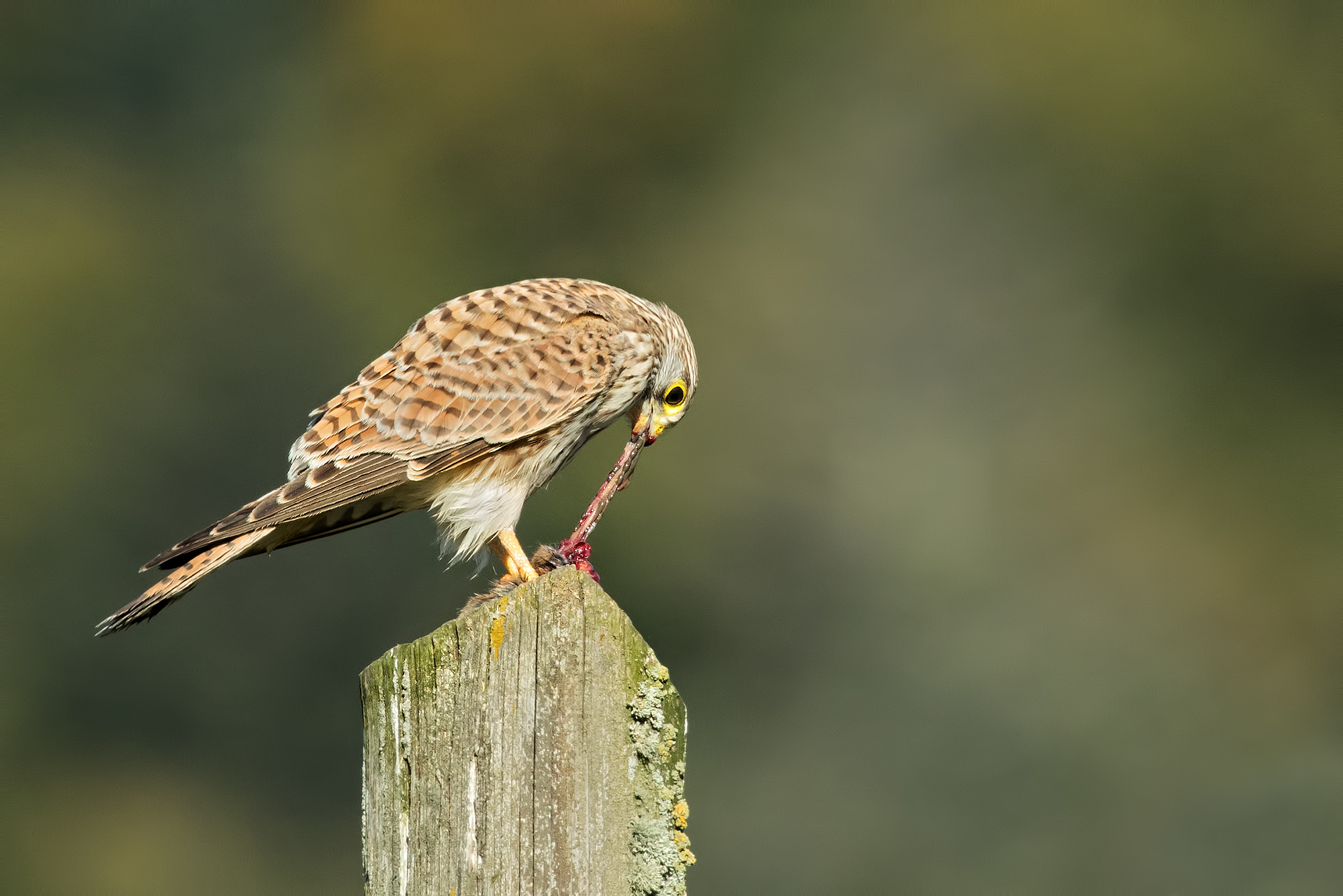 Kestrel in Feed
