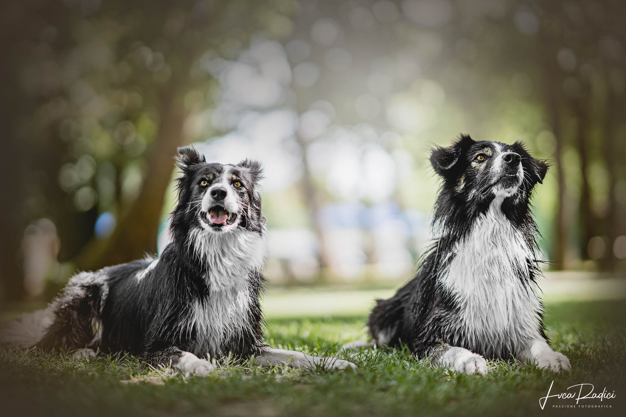 I due fantastici Border Collie