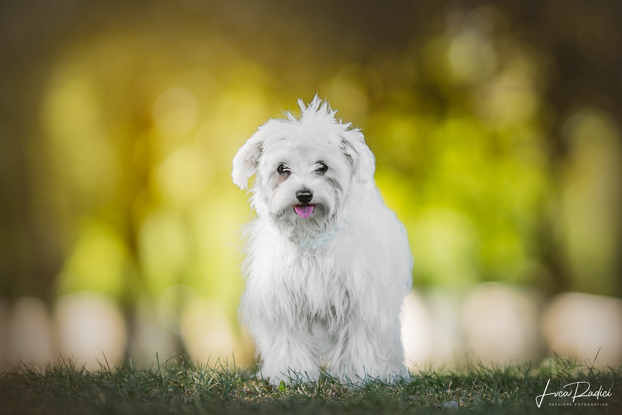 Mina in attesa del gioco