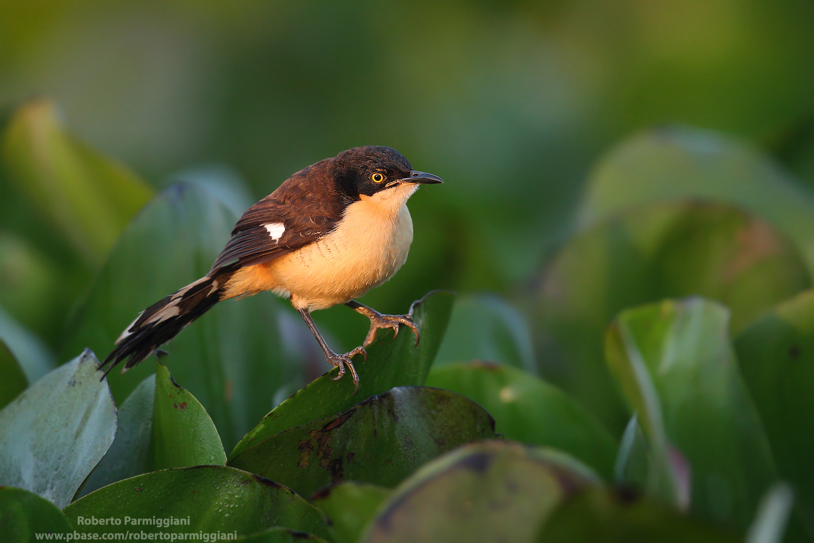 Sunrise with MIME Wren
