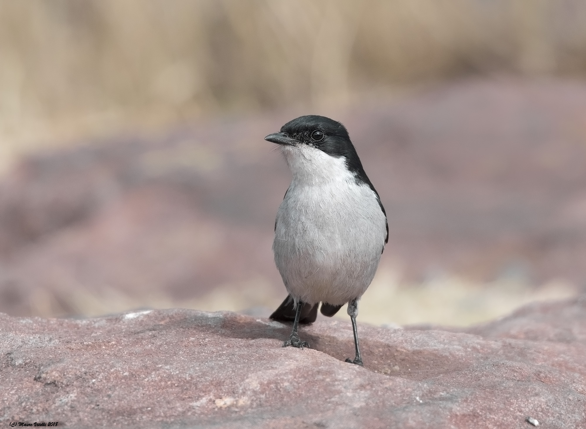 Fiscal Flycatcher (Sigelus silens)
