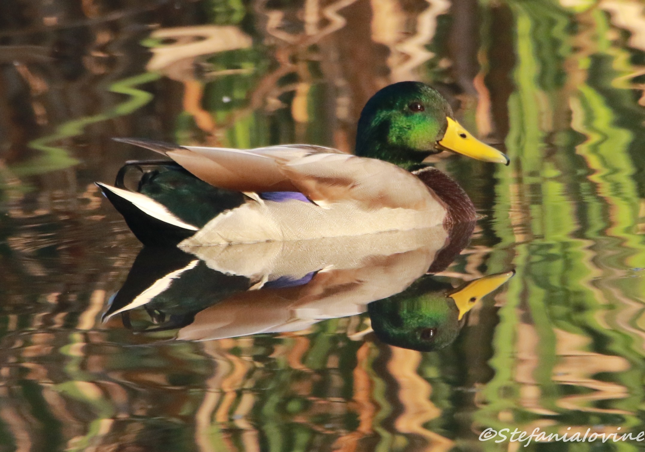 Male Mallard