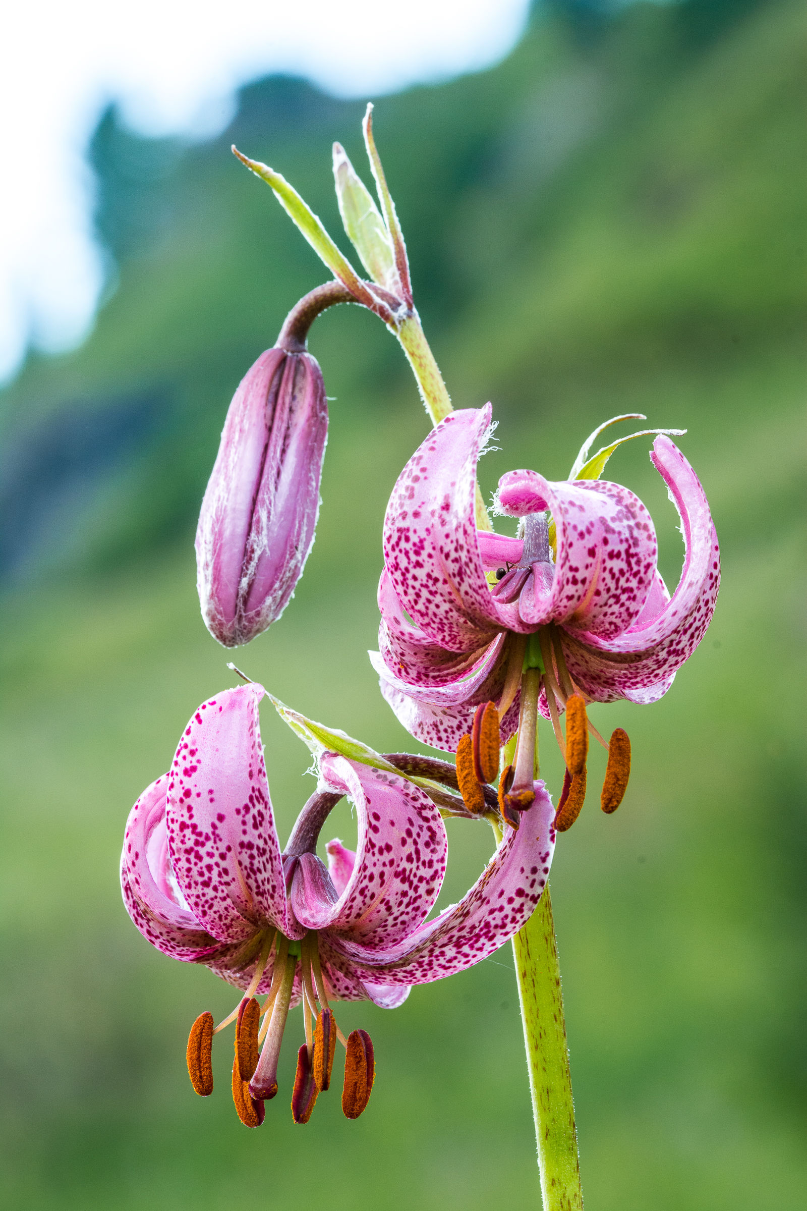 Lilium martagon