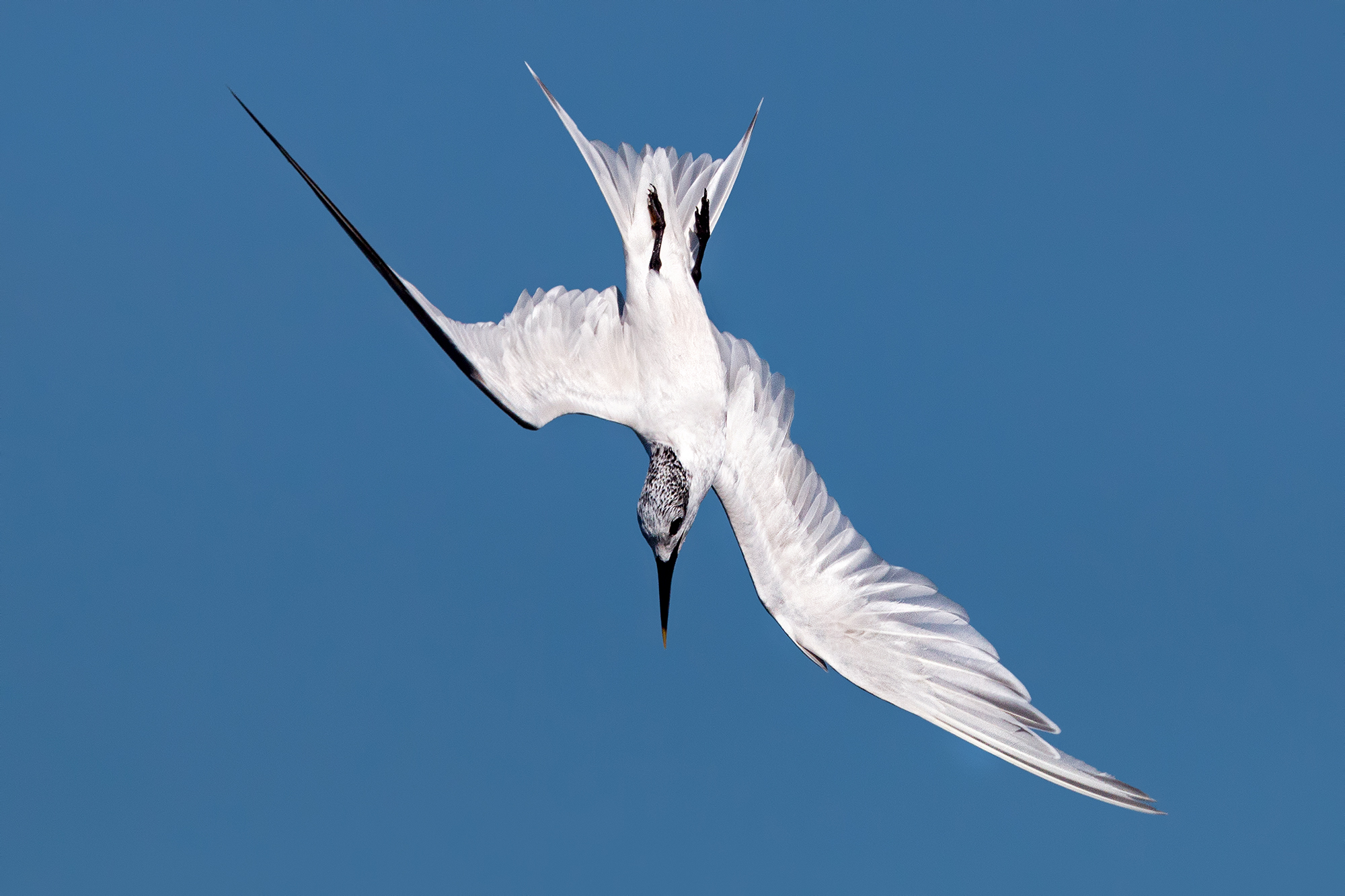 Sandwich Tern