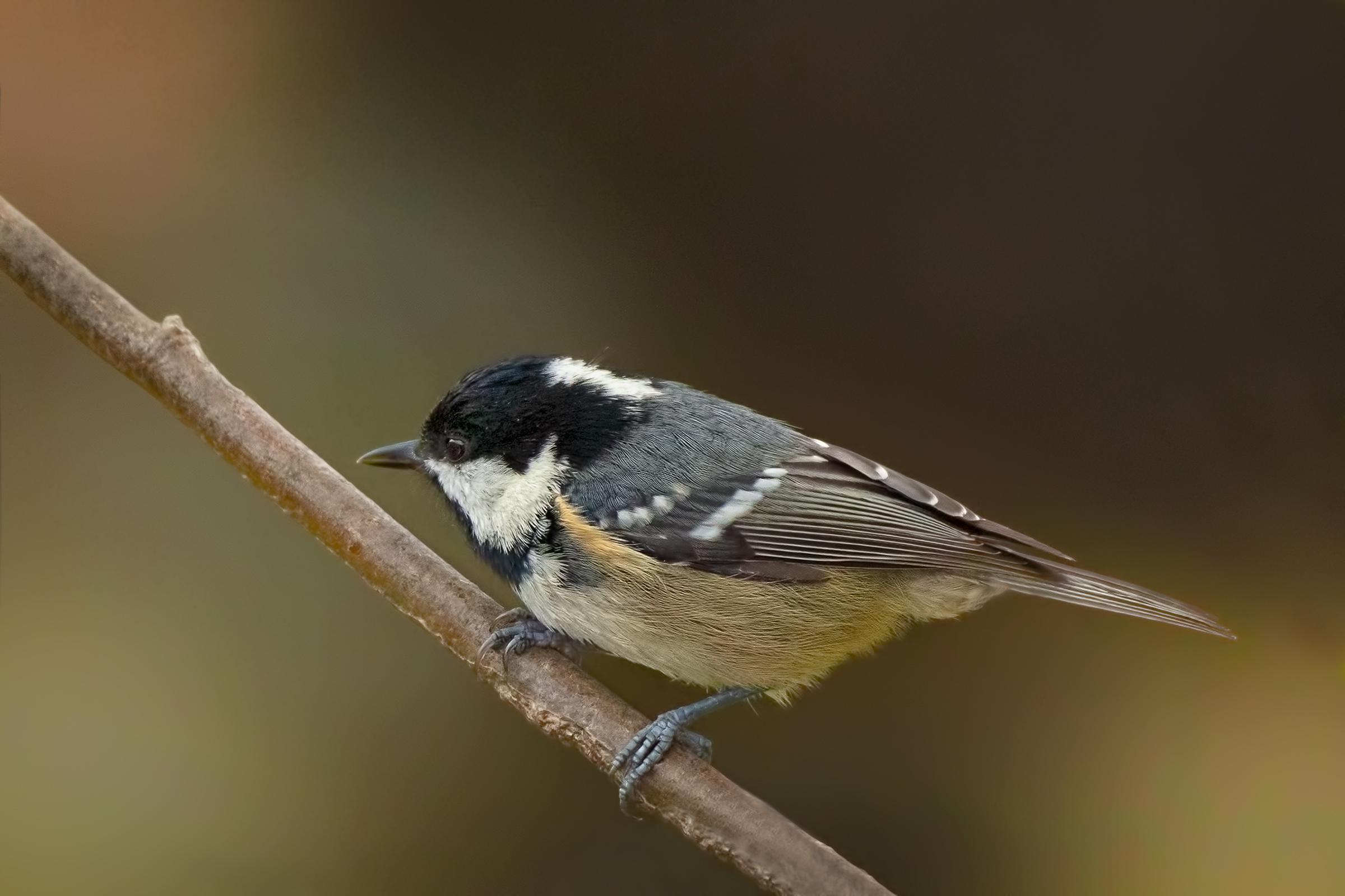 Cincia mora (Periparus ater)
