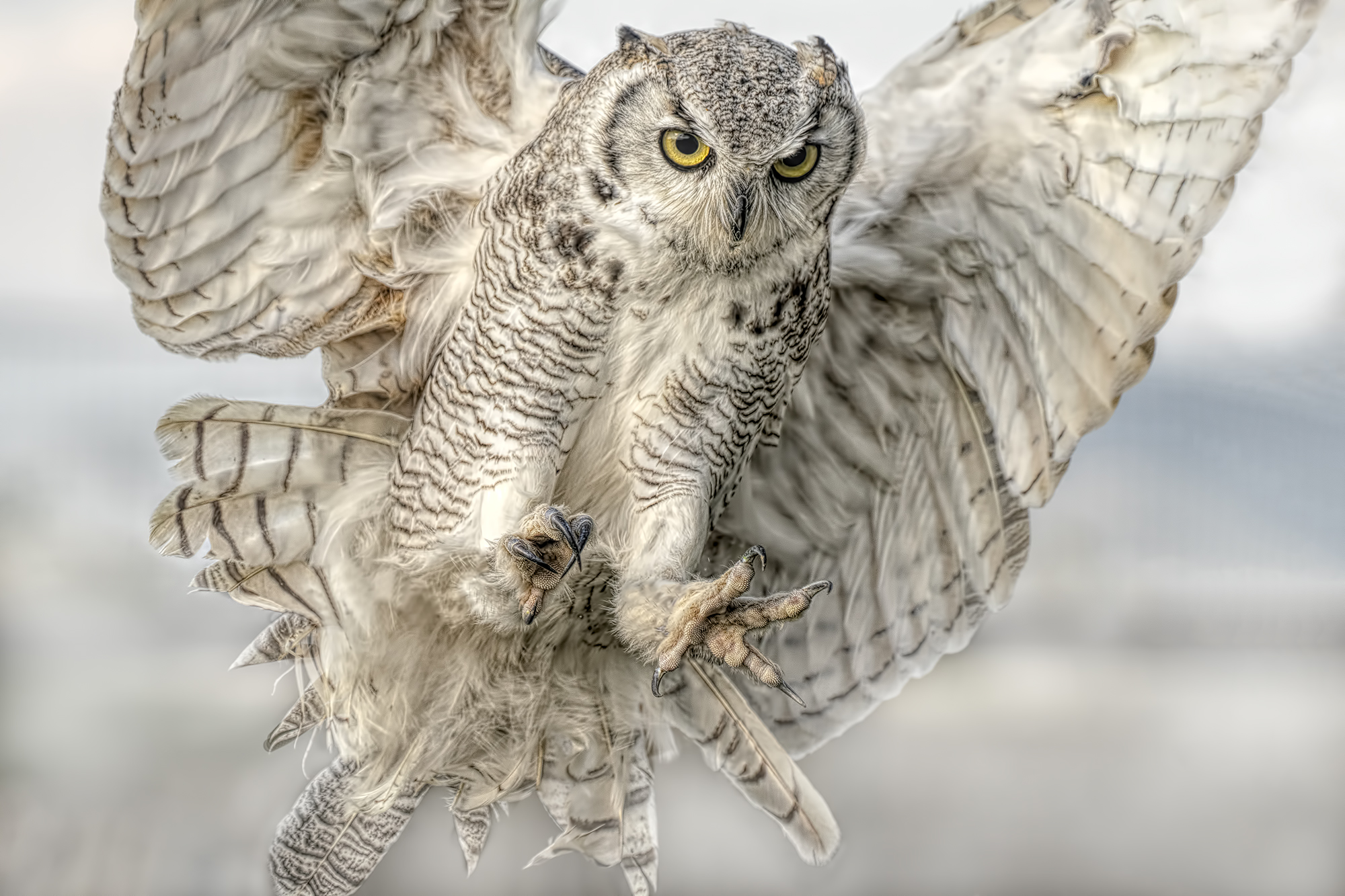 claws The great horned owl Bubo virginianus