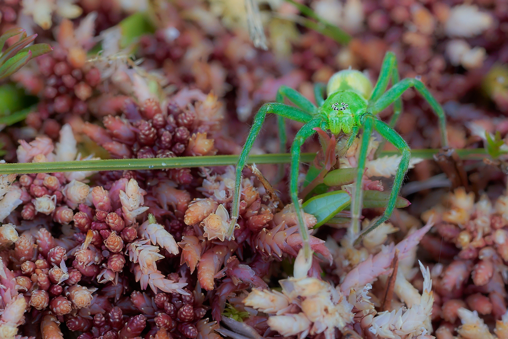 The spider "Cyclops"....