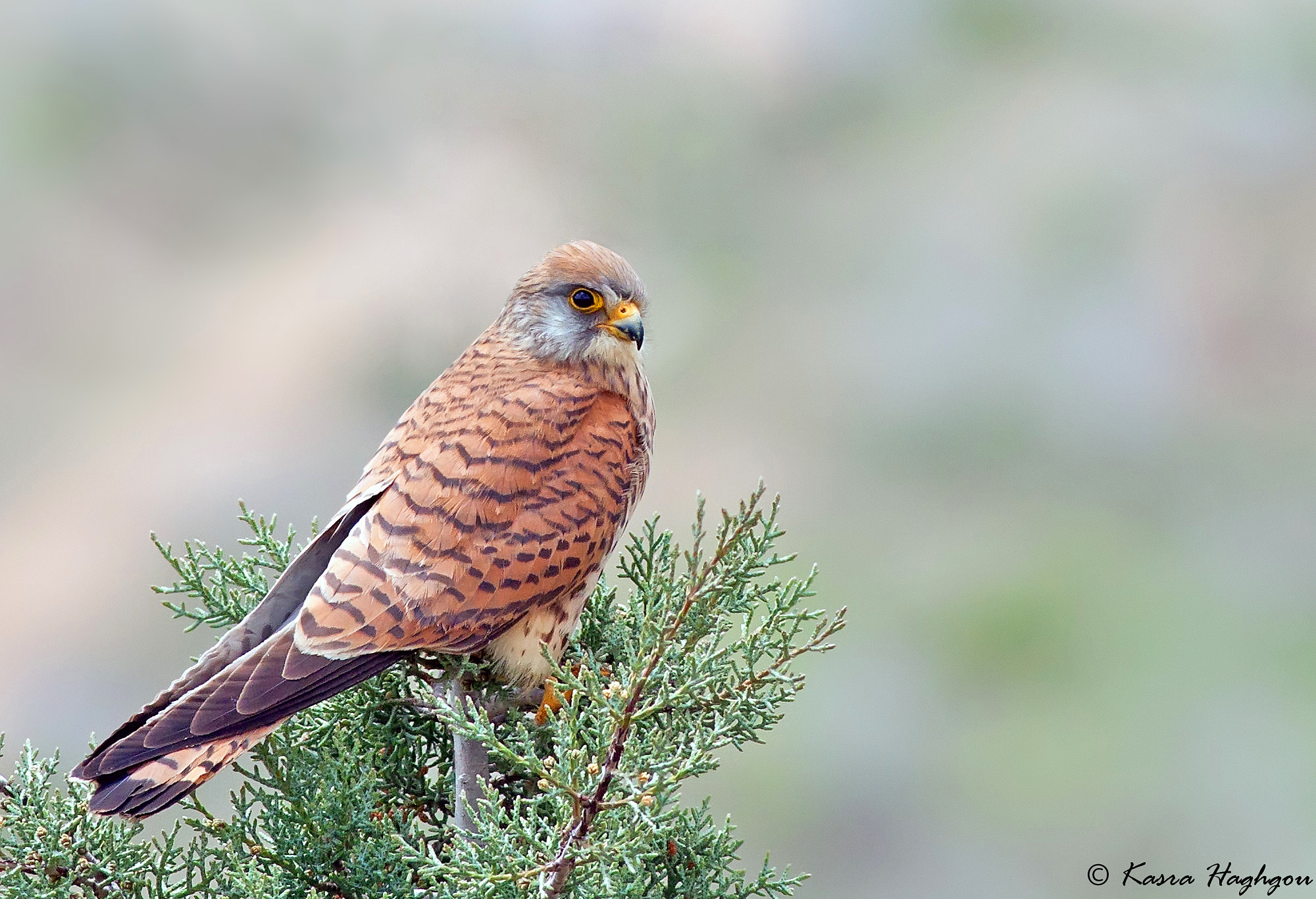 Kestrel