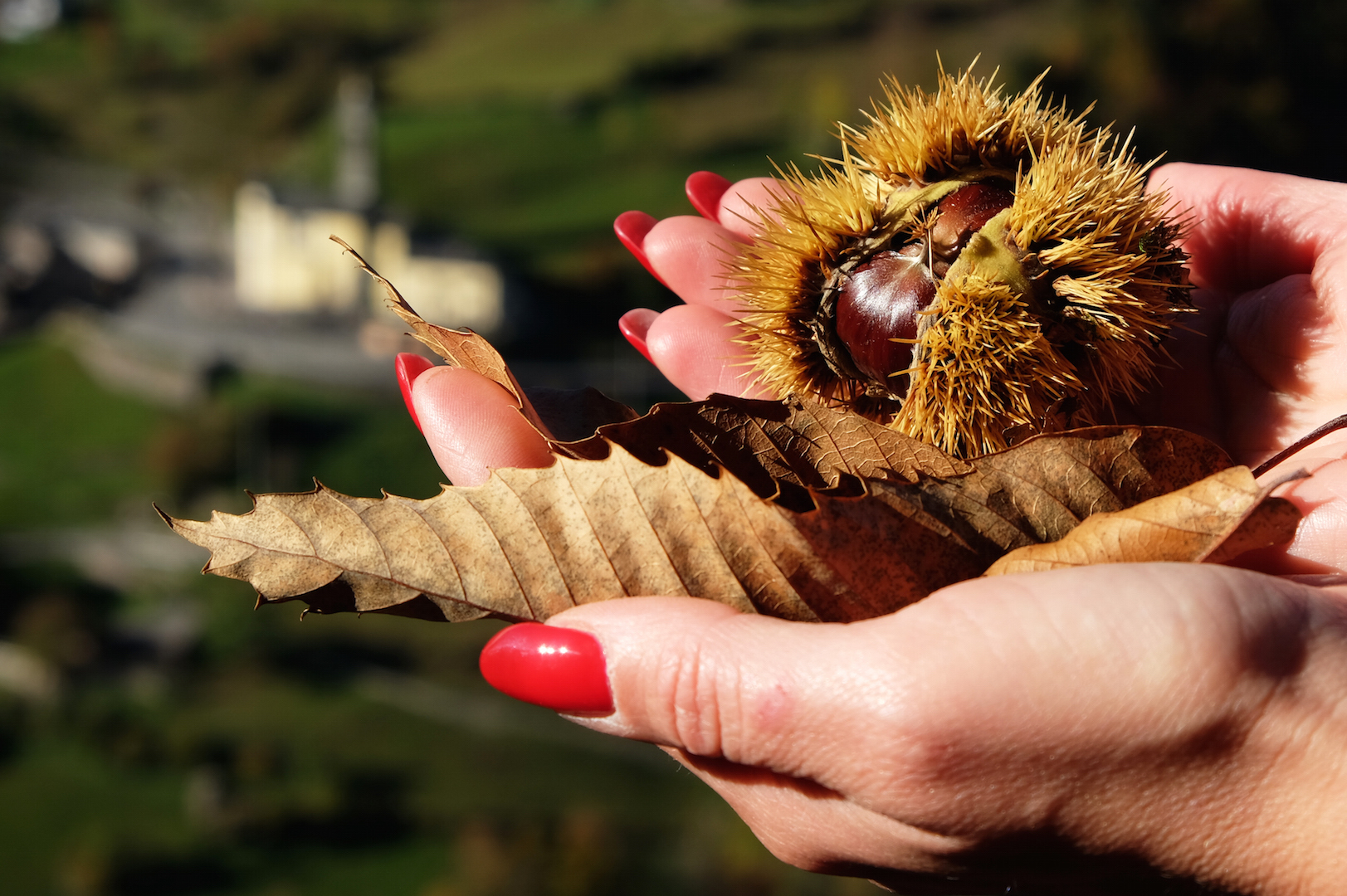 Not just chestnuts...