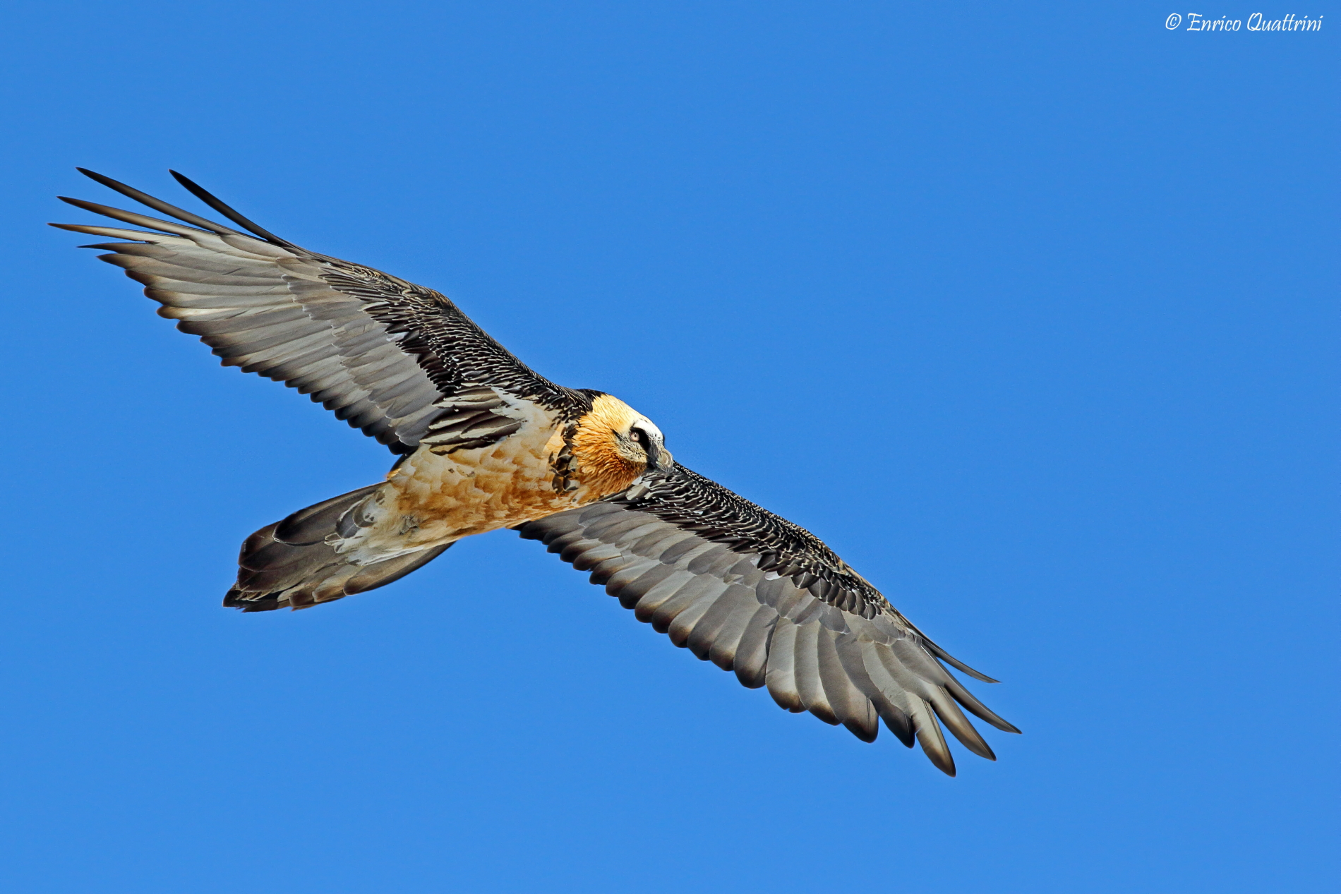 Bearded Vulture