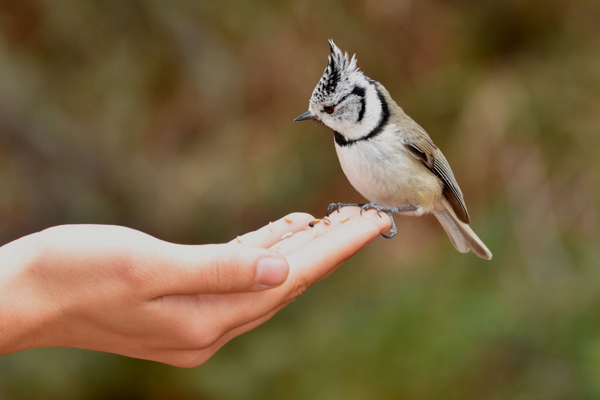 Cincia from the Tuam