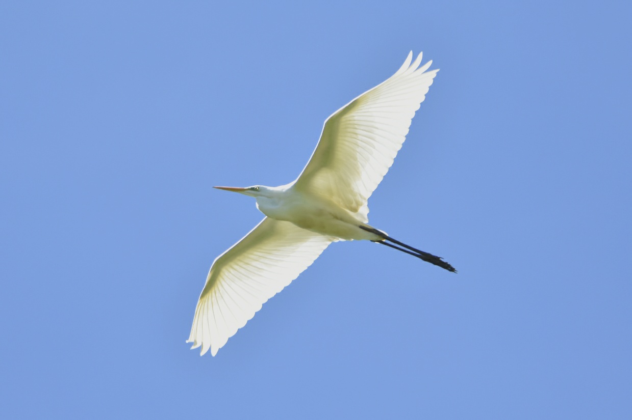 Greater White Heron