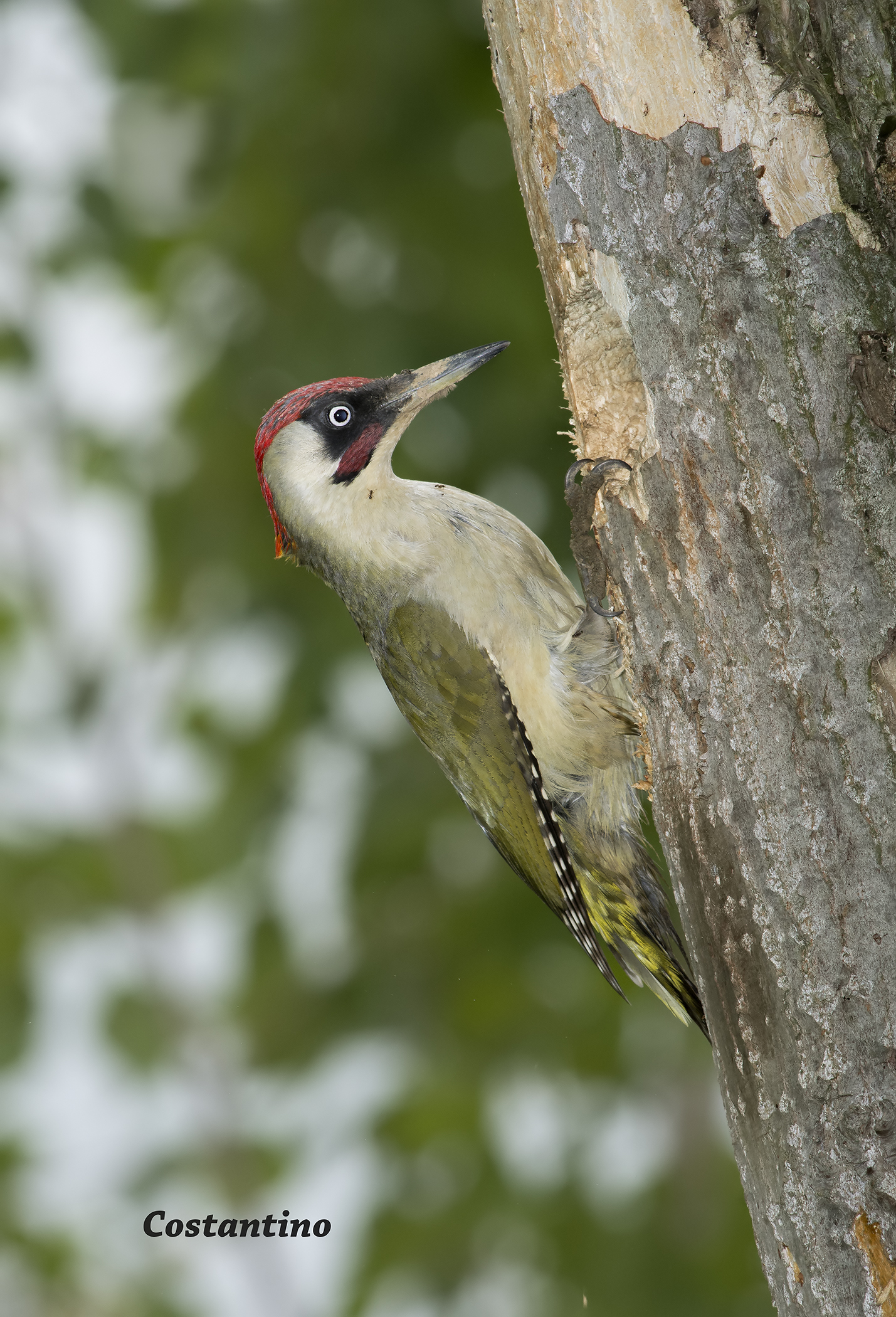 Green woodpeckers (Picus viridis)