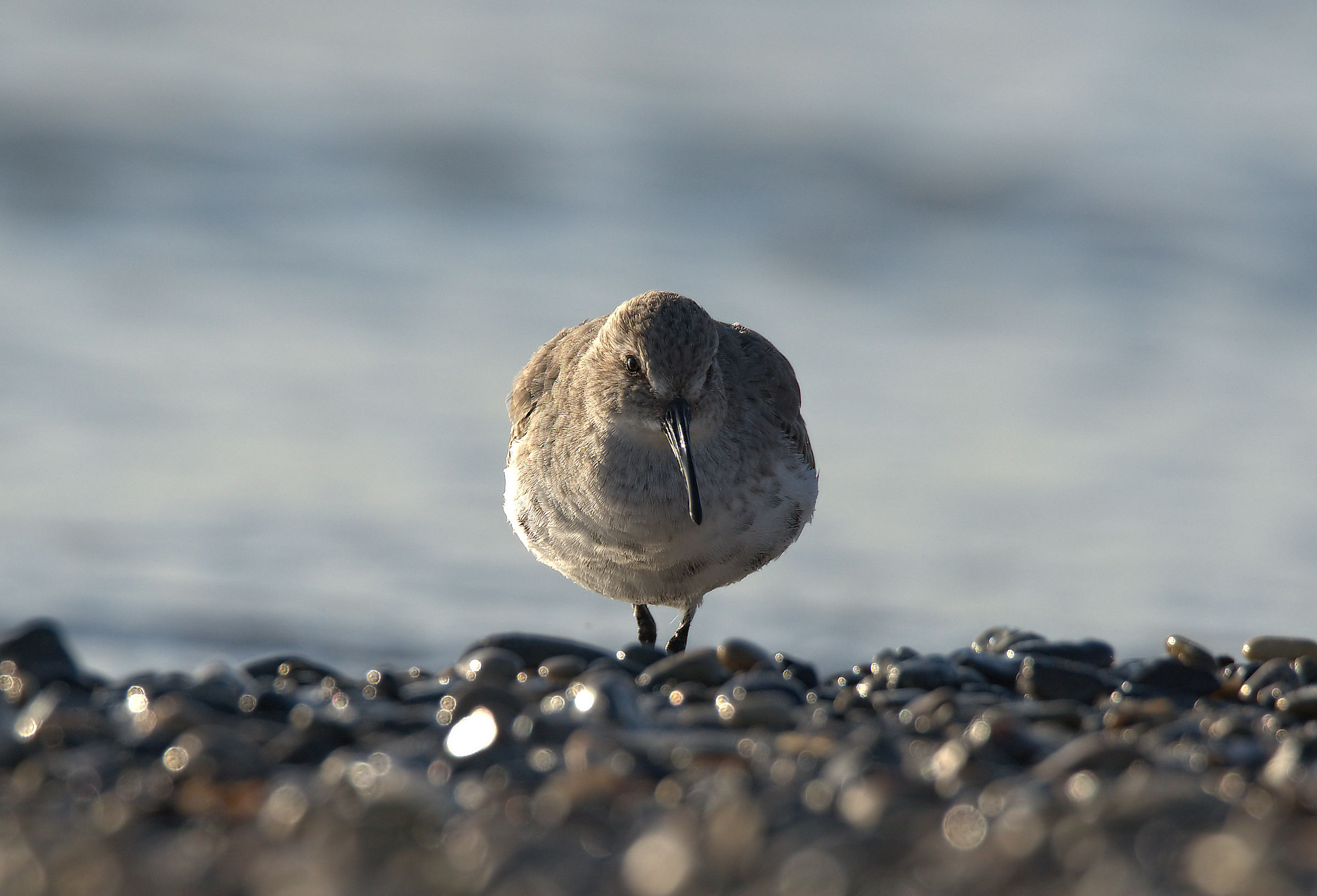 Piovanello pancianera