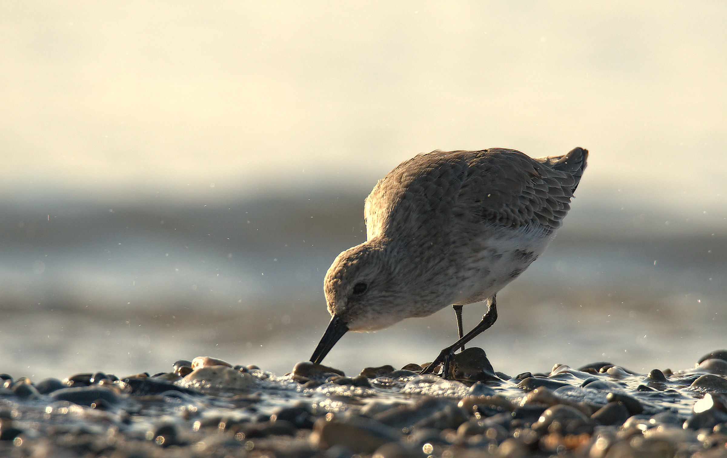 Piovanello pancianera