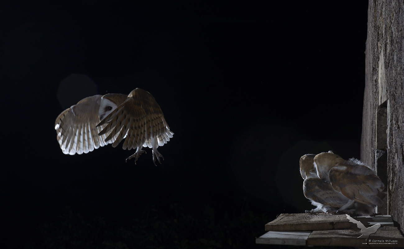 Flight tests of my barn Ianni _tyto ala _