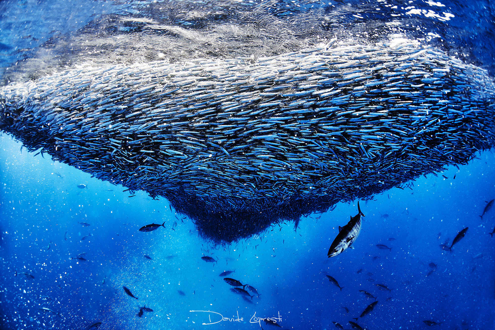 Mediterrean Sardines Run