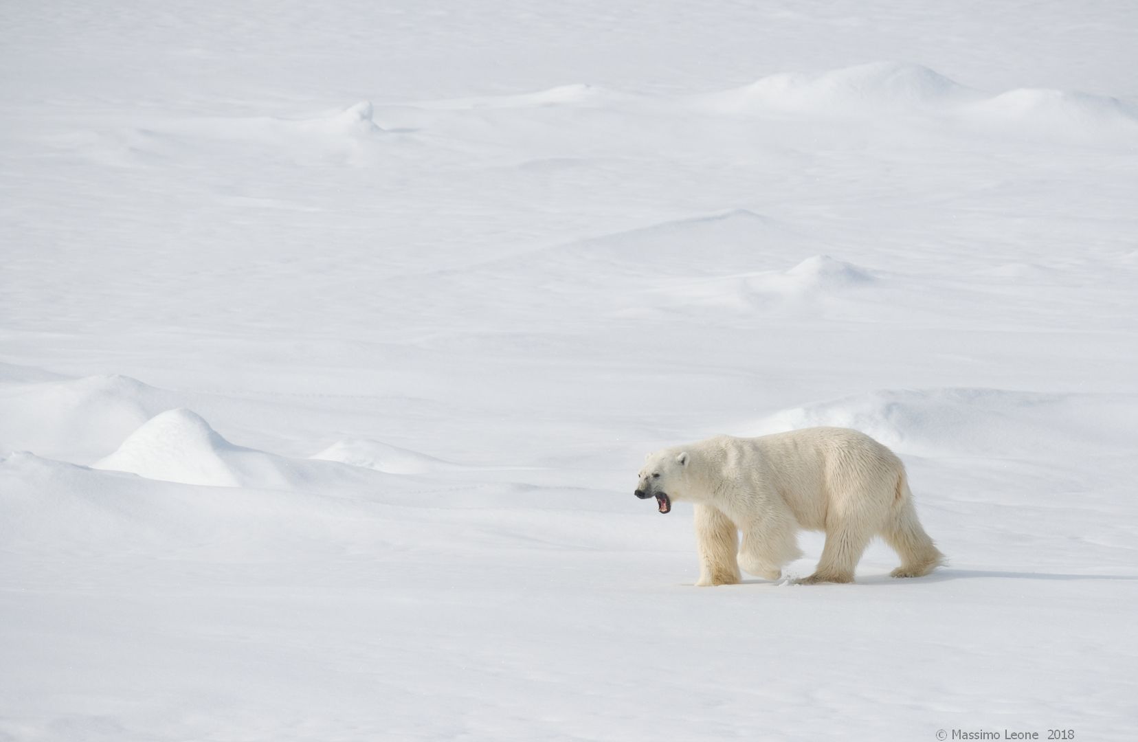 Polar Bear (Arctic Sea)