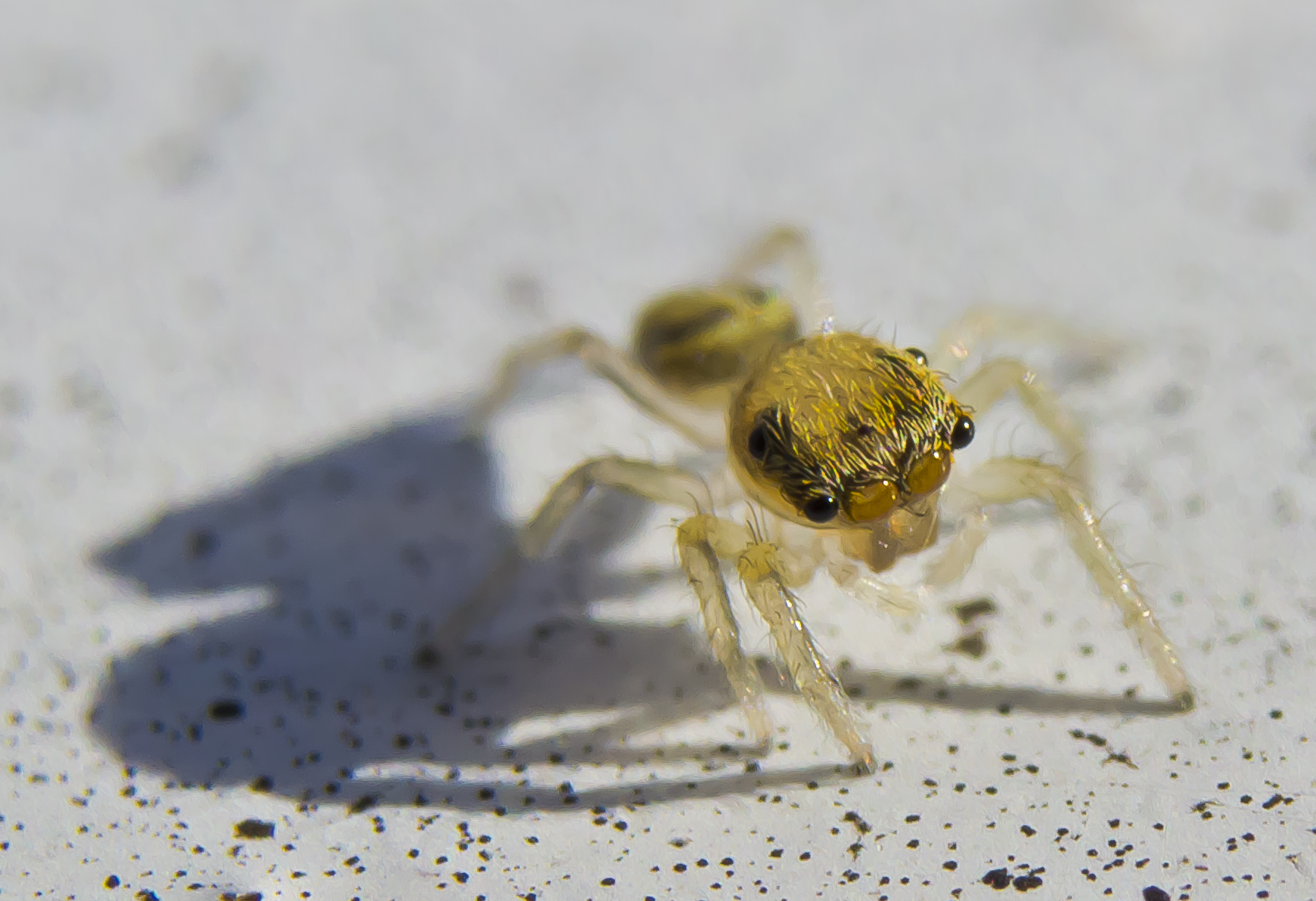 Philaeus chrysops Baby
