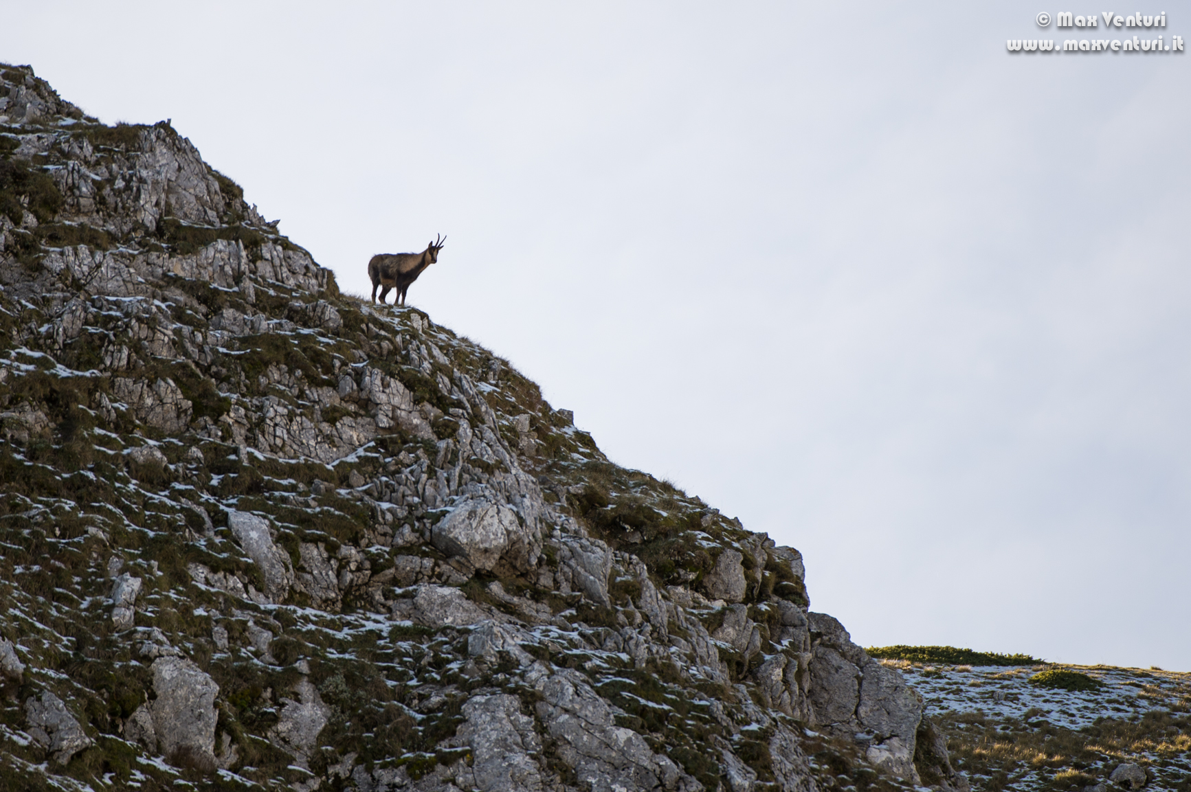 Abruzzo chamois (rupicapra pyrenaica ornata)