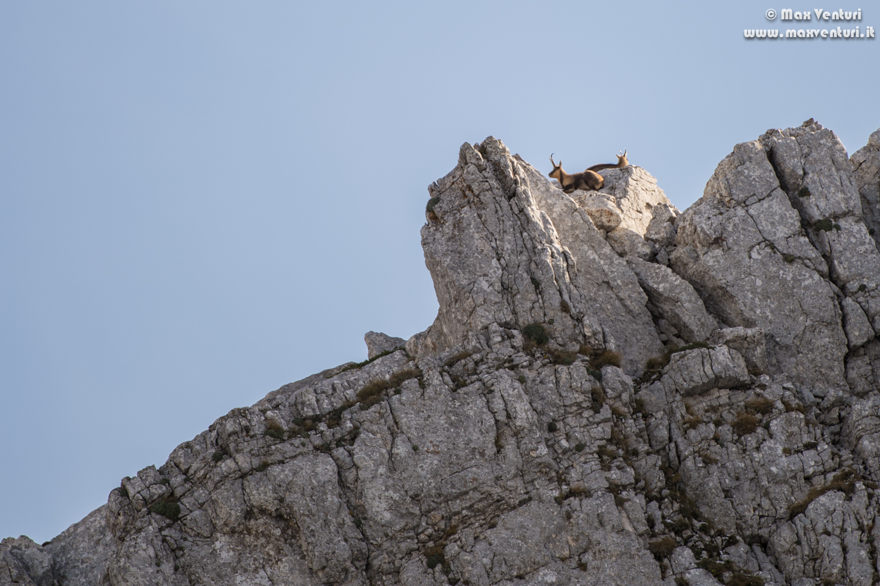 Abruzzo chamois (rupicapra pyrenaica ornata)