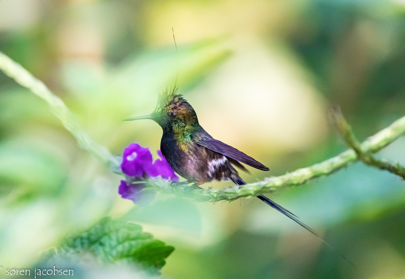 Filo-crestato Thorntail!