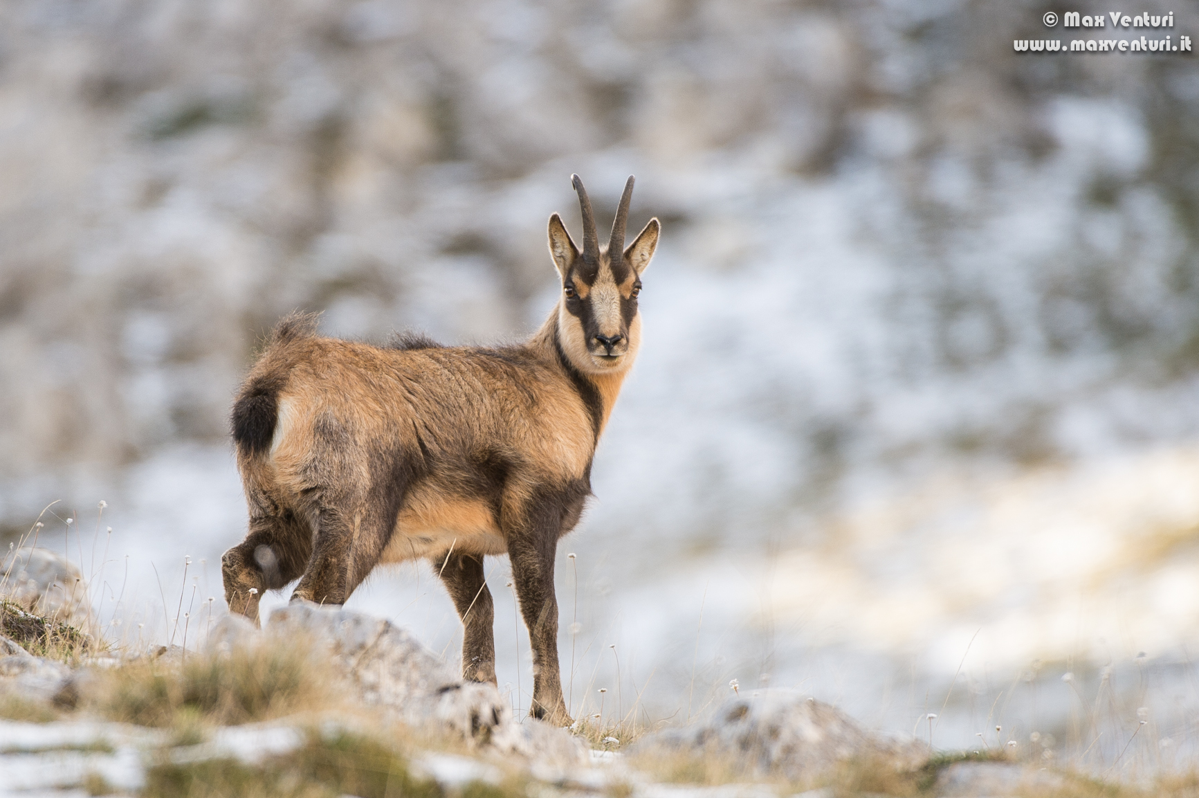 Abruzzo chamois (rupicapra pyrenaica ornata)