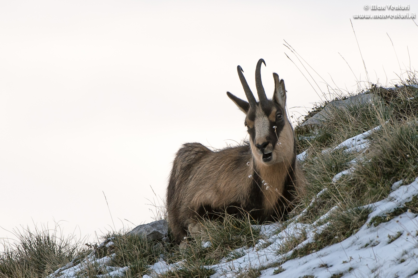 Abruzzo chamois (rupicapra pyrenaica ornata)