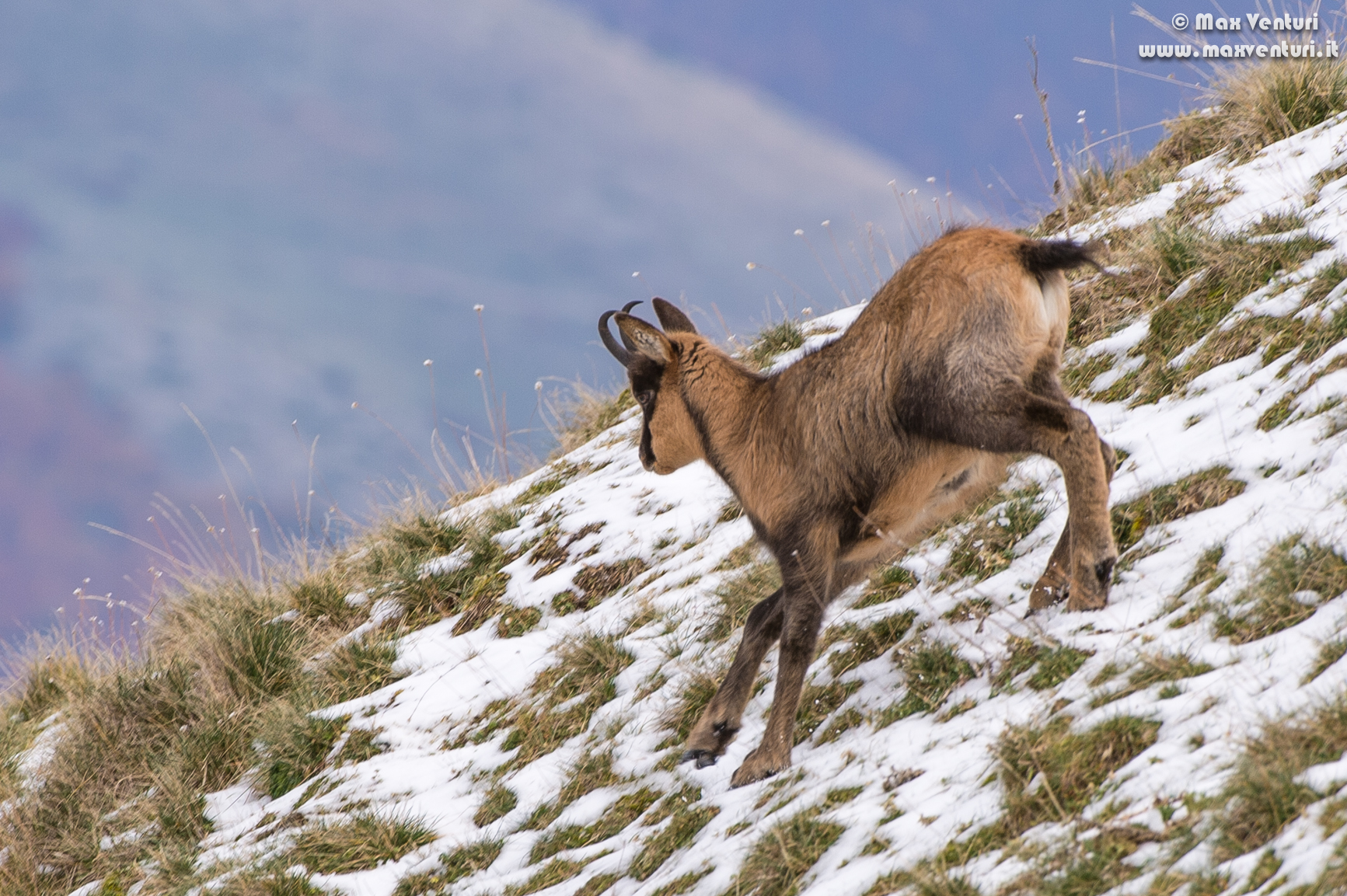 Abruzzo chamois (rupicapra pyrenaica ornata)