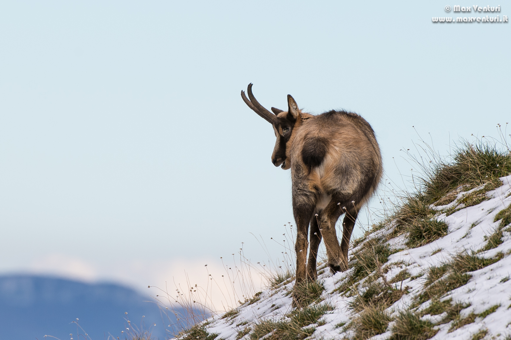 Abruzzo chamois (rupicapra pyrenaica ornata)