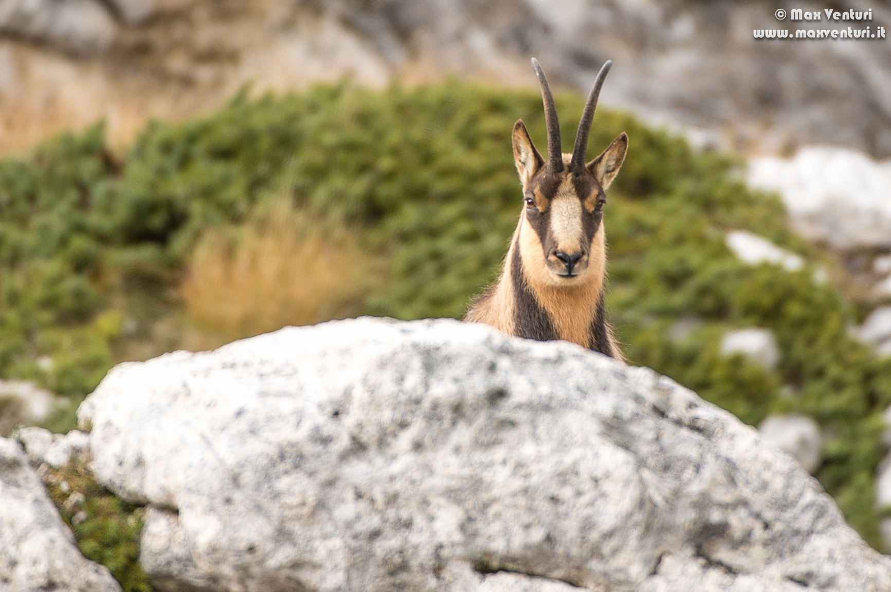Abruzzo chamois (rupicapra pyrenaica ornata)