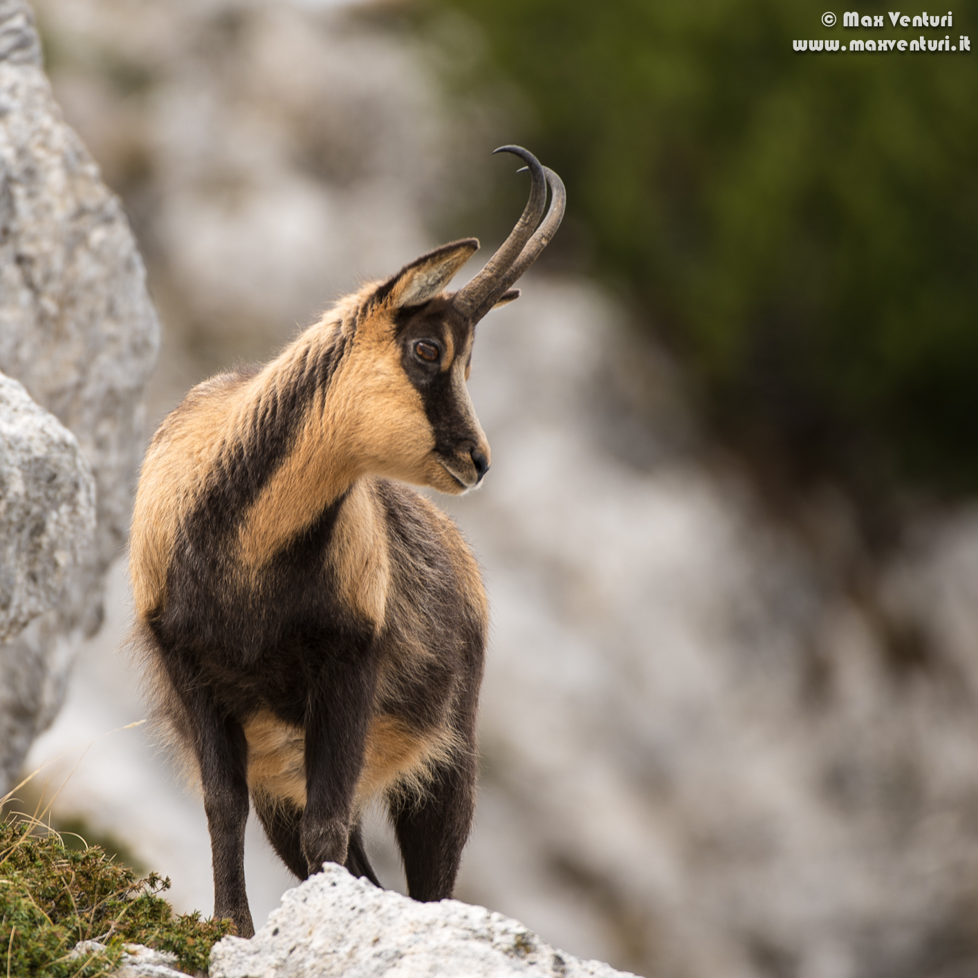 Abruzzo chamois (rupicapra pyrenaica ornata)
