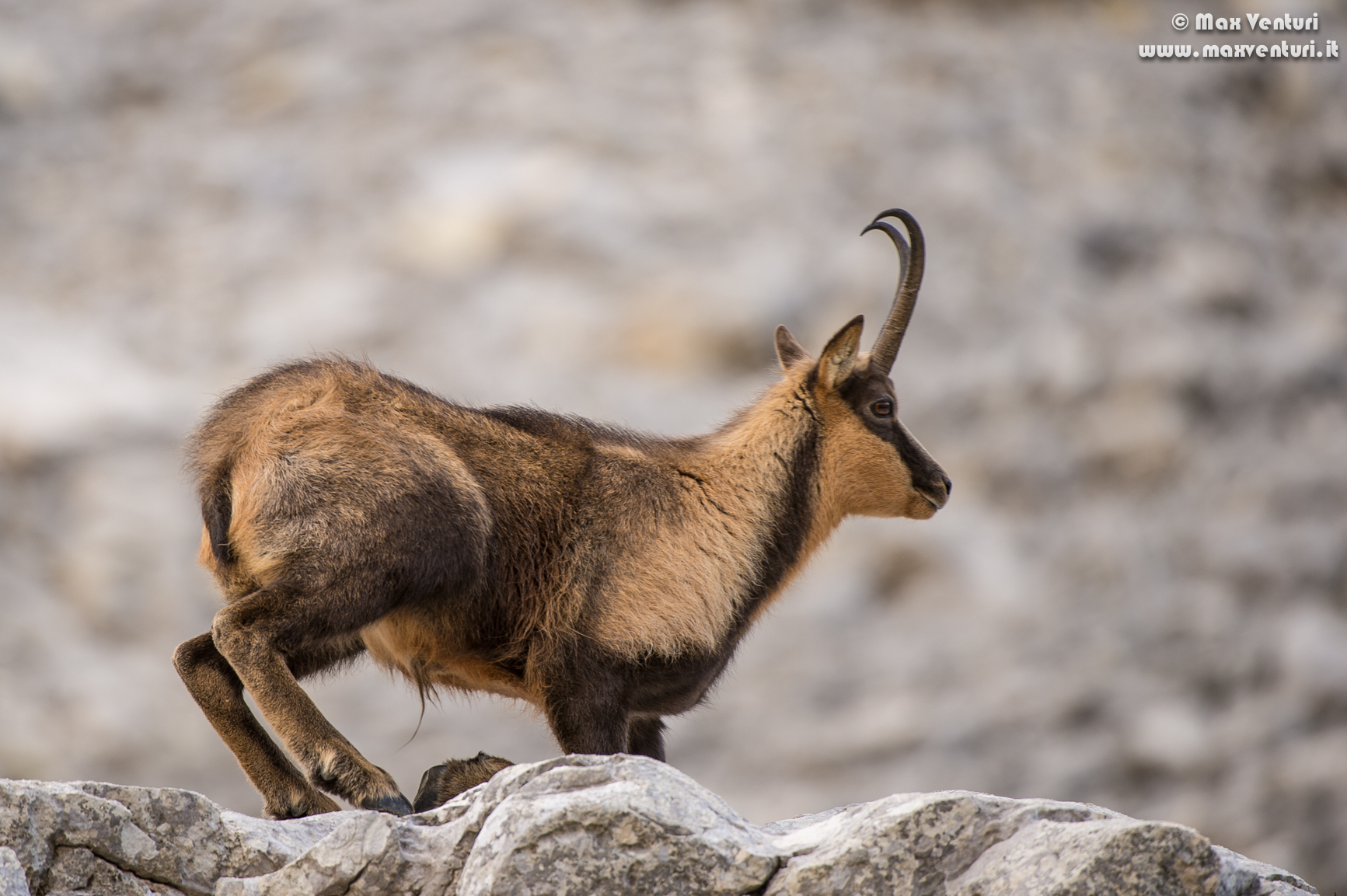 Abruzzo chamois (rupicapra pyrenaica ornata)