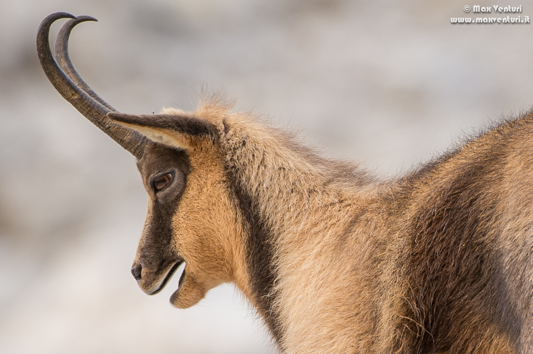 Abruzzo chamois (rupicapra pyrenaica ornata)