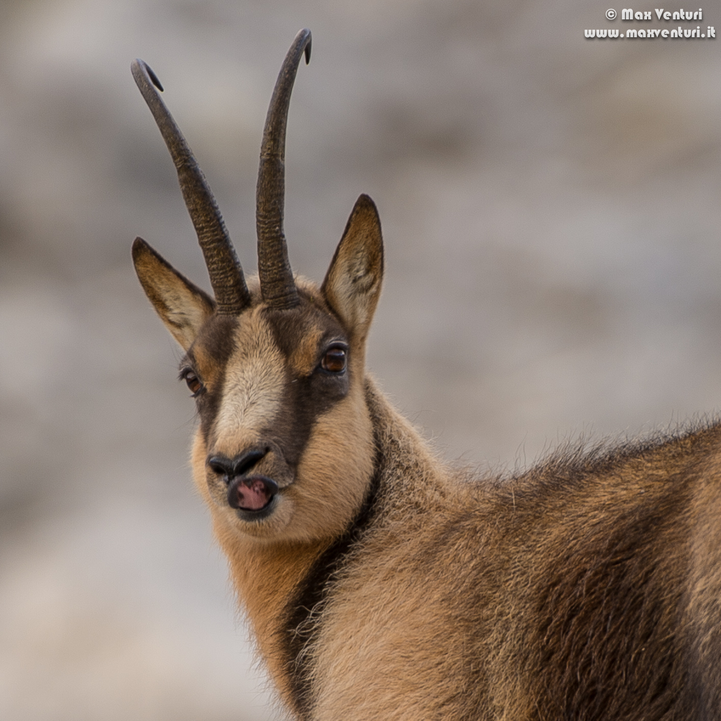 Abruzzo chamois (rupicapra pyrenaica ornata)