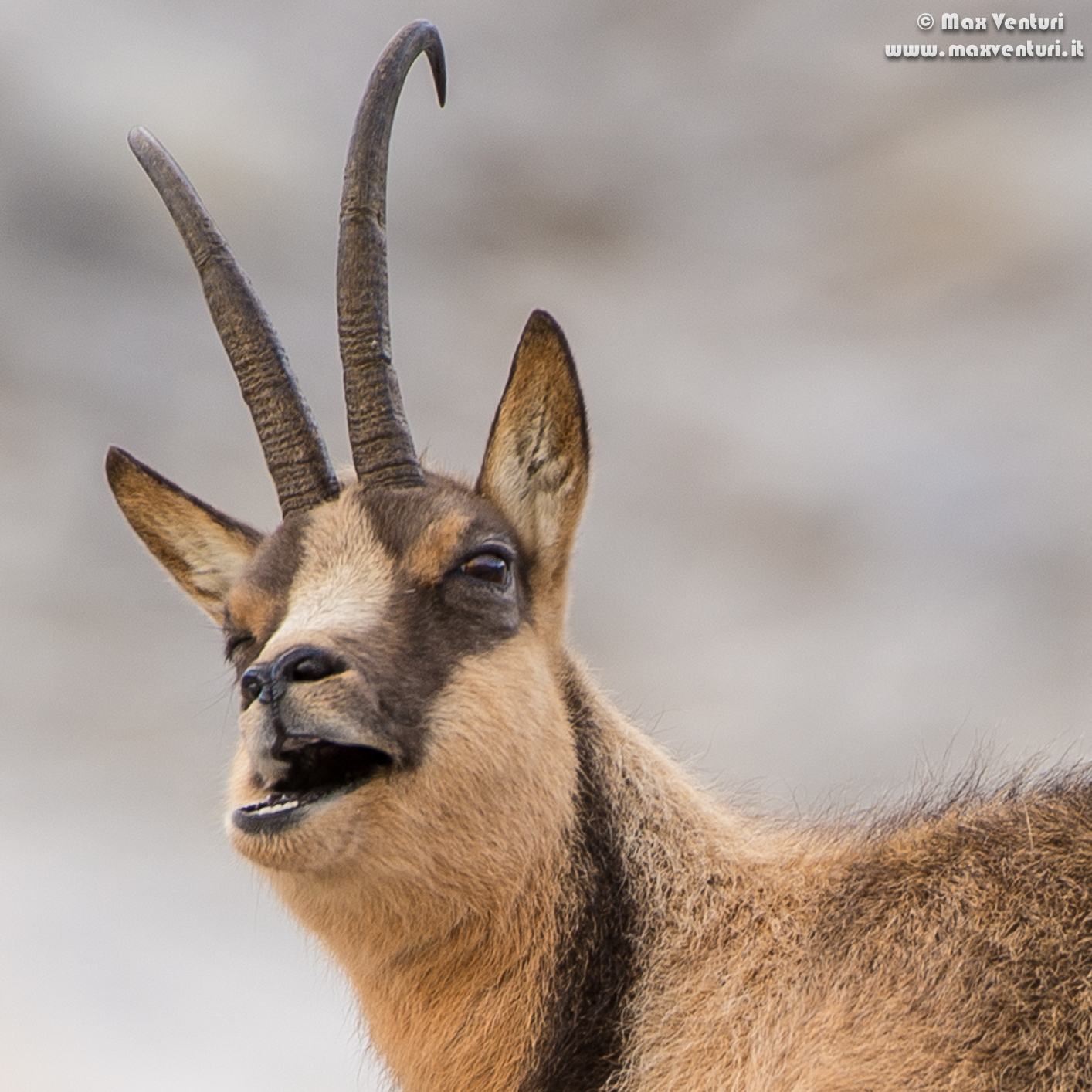 Abruzzo chamois (rupicapra pyrenaica ornata)