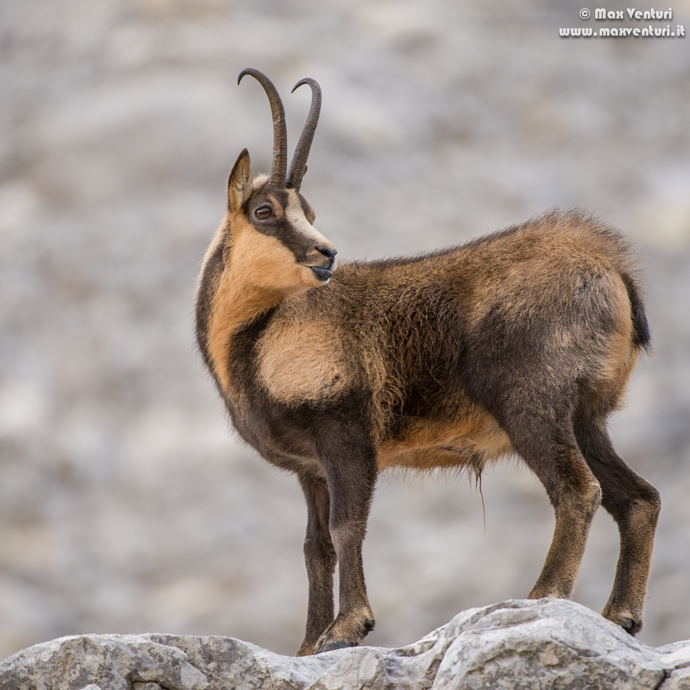 Abruzzo chamois (rupicapra pyrenaica ornata)