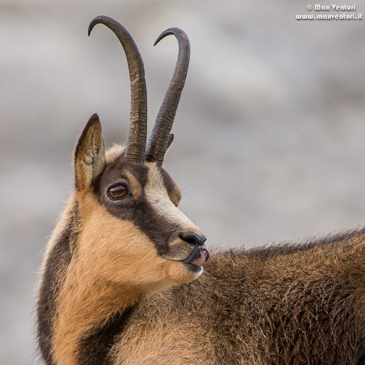 Abruzzo chamois (rupicapra pyrenaica ornata)