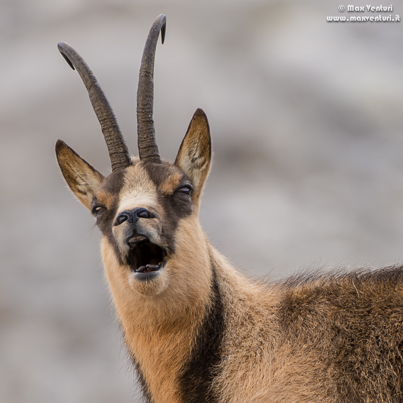 Abruzzo chamois (rupicapra pyrenaica ornata)