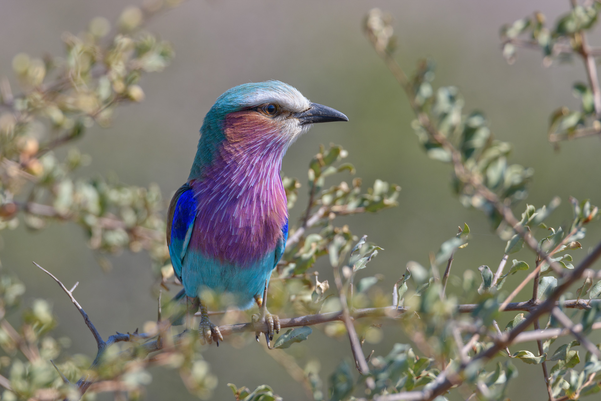 Lilac breasted roller, South Africa