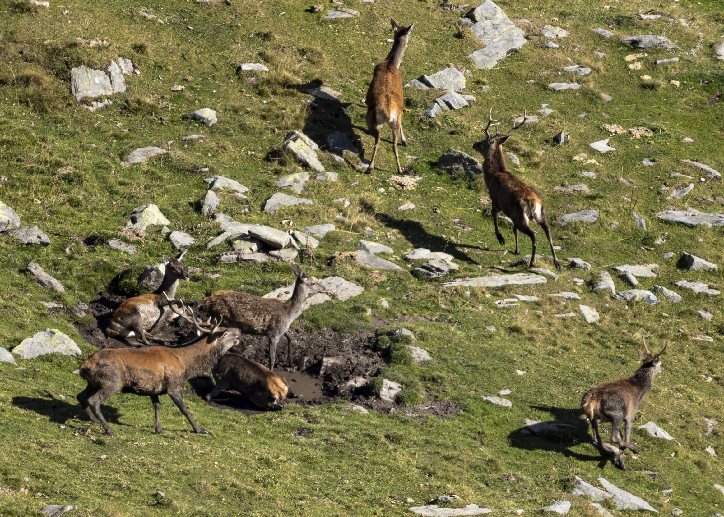La "pozza" della discordia