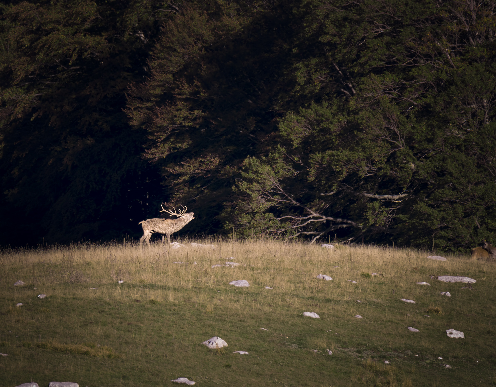 The bellowing of the king of Abruzzo