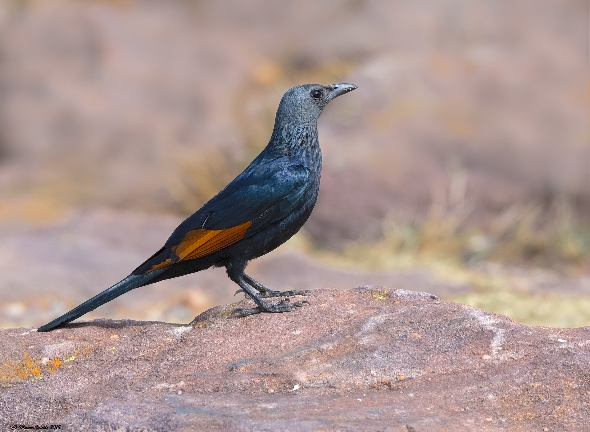 Red-Winged Starling (onychognathus Morio)