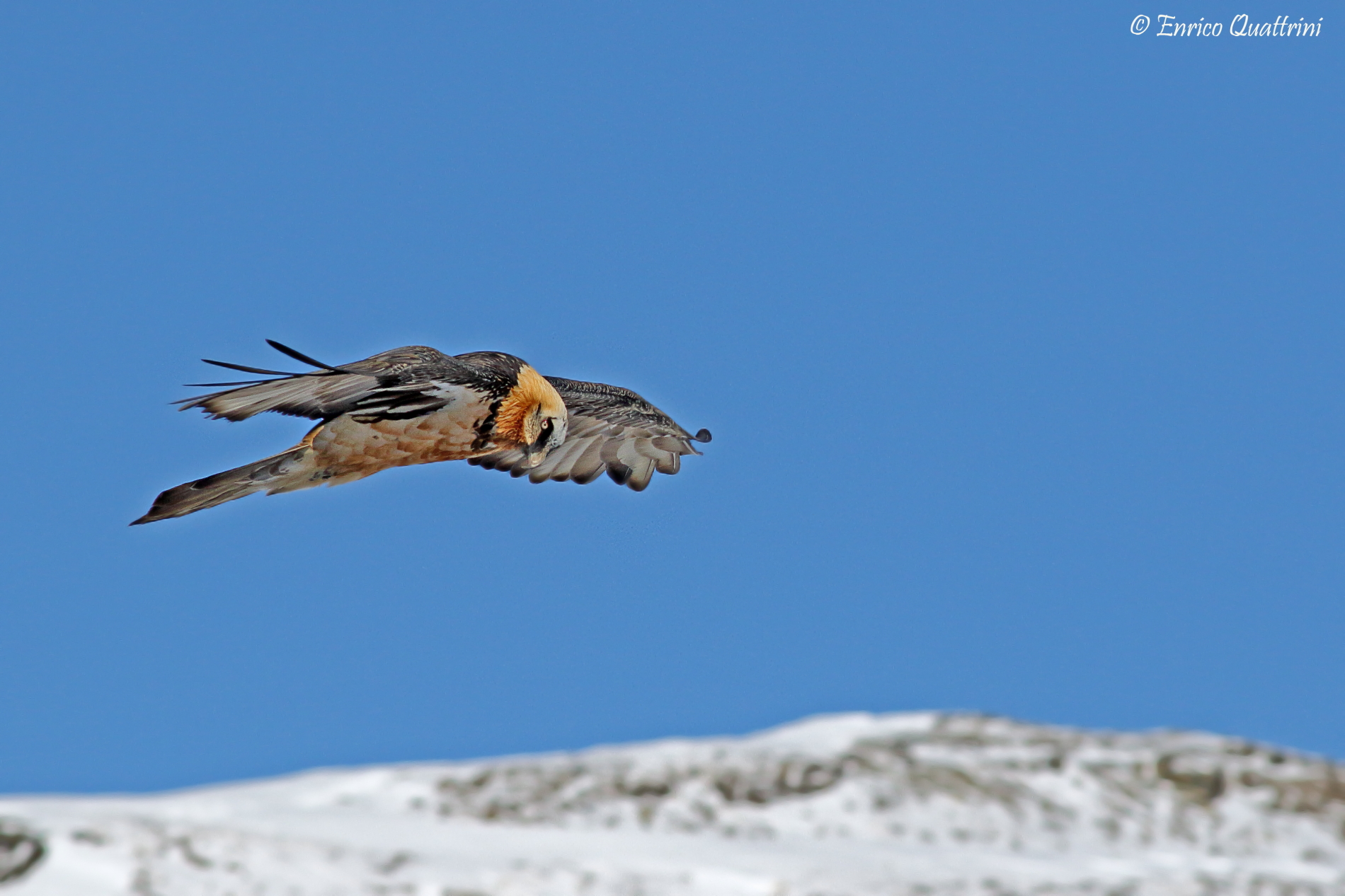 Bearded Vulture