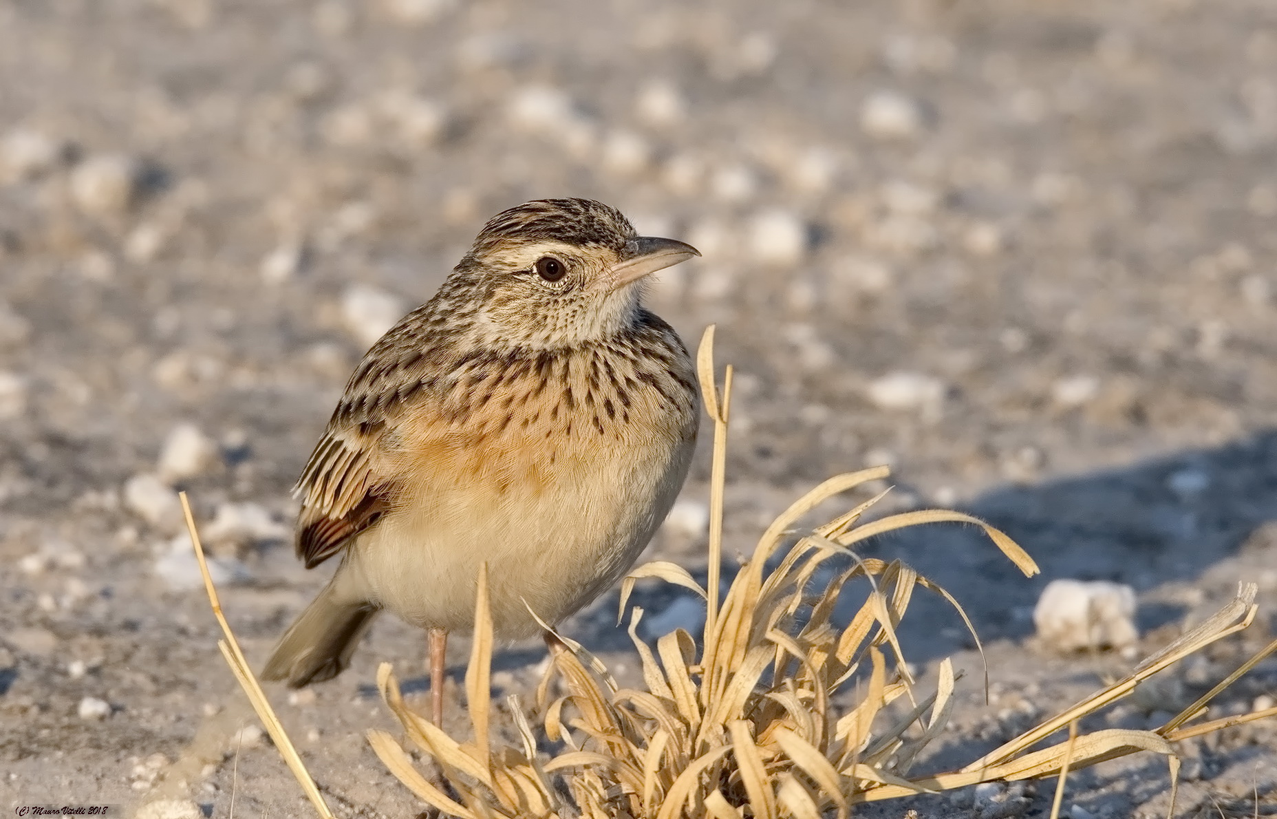 sriped Pipit (Anthus Lineiventris)