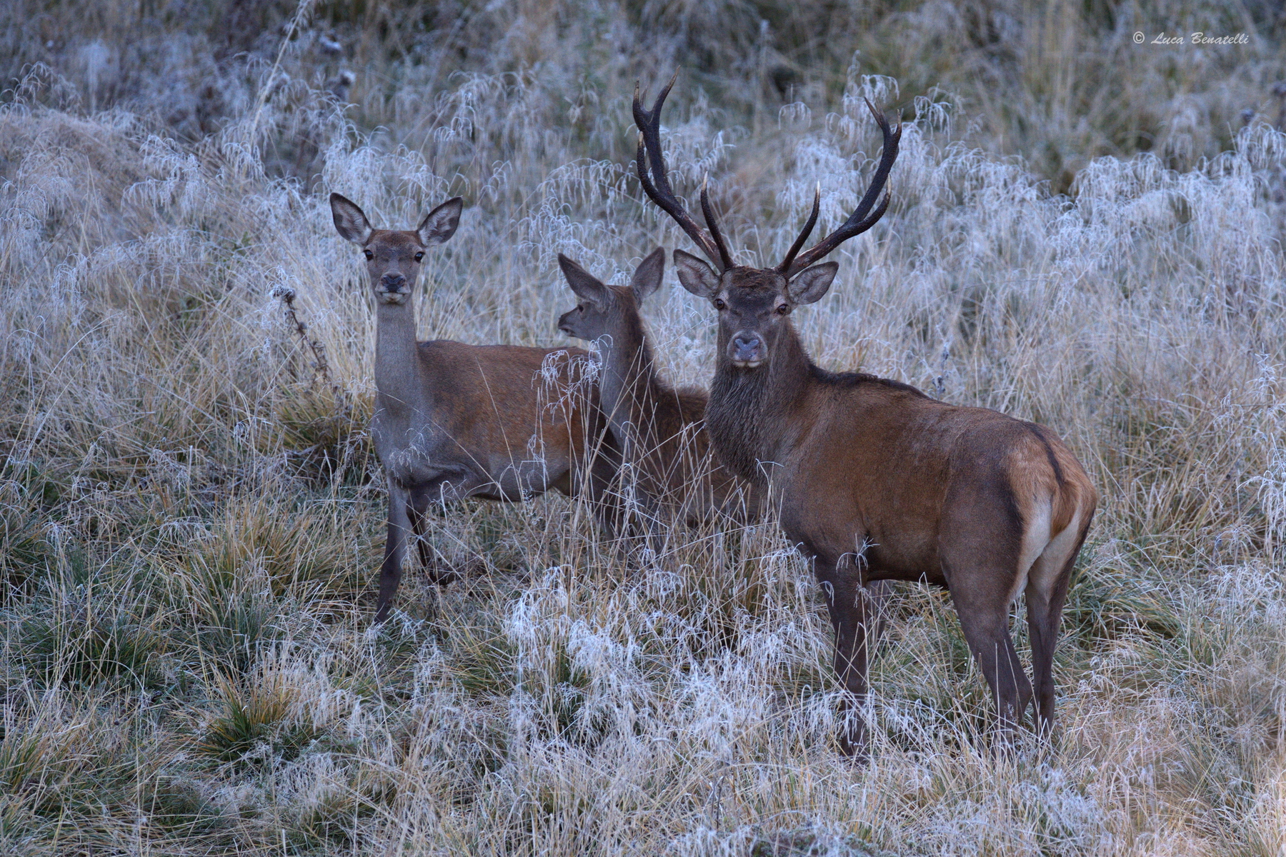 le meraviglie del Cansiglio