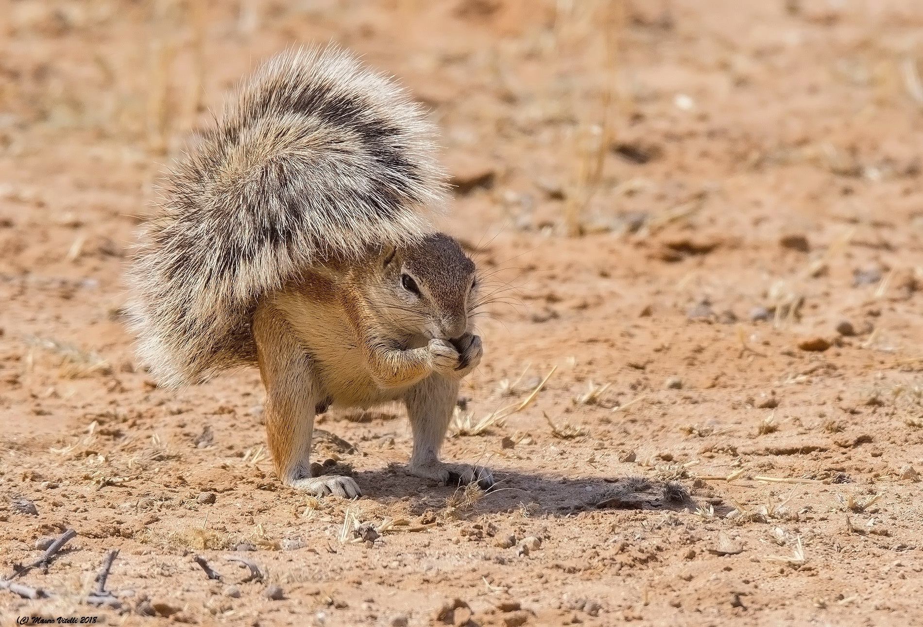 Xerus Inauris (cape Squirrel) Kalahari
