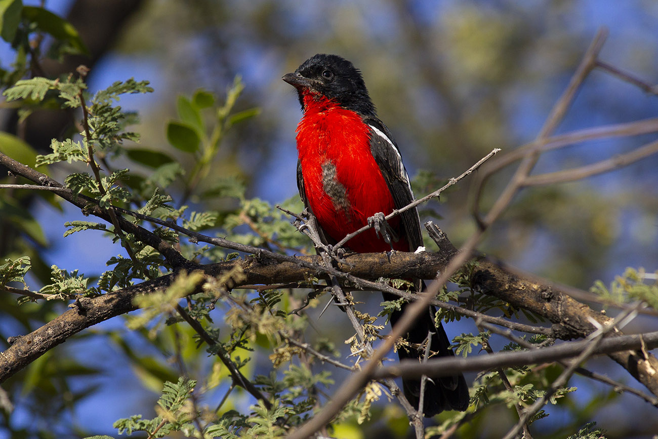 crimson-breasted shrike (Laniarius atrococcineus)