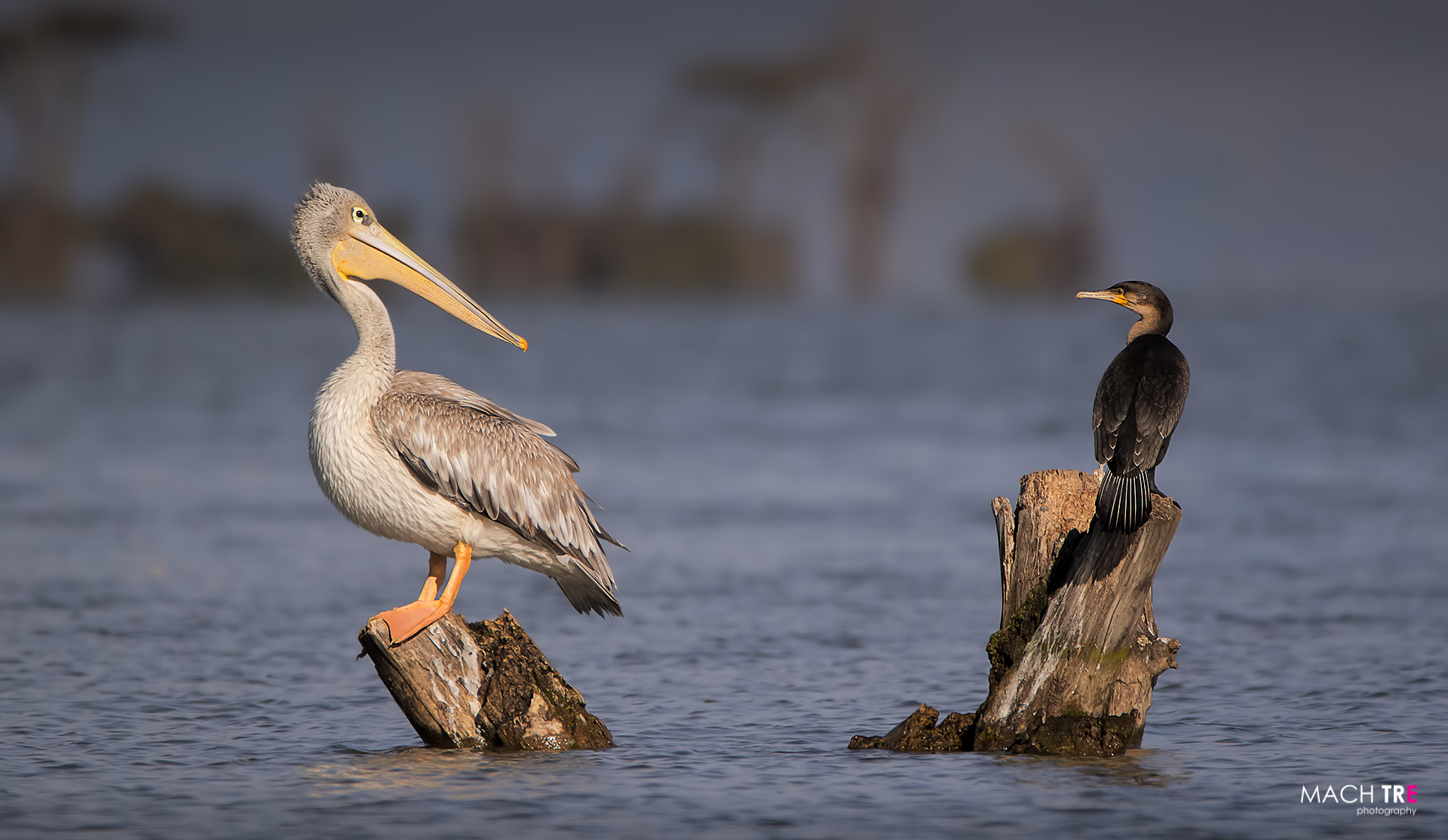 Naivasha lake, Kenya