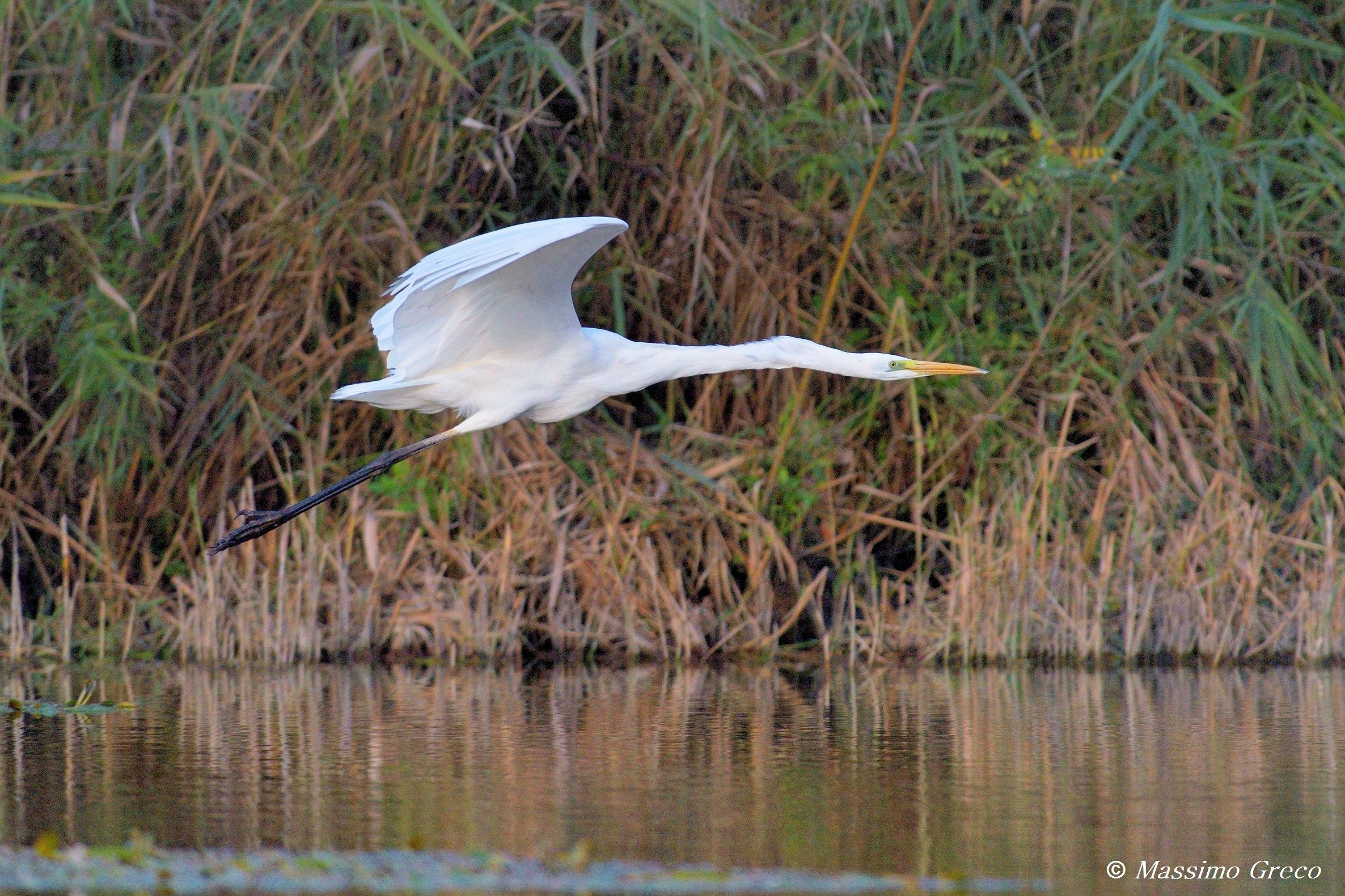 Greater White Heron